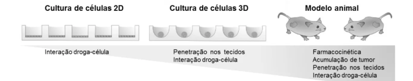 Figura  6  -  Cultura  de  células  3D  como  intermediária  entre  cultura  de  células  2D  e  modelo animal
