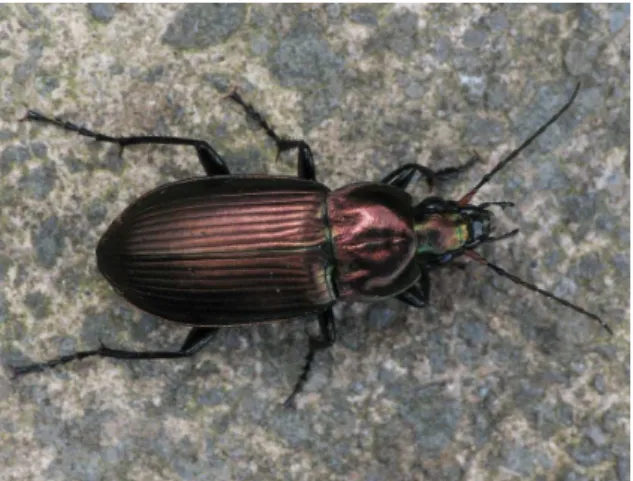 Figure 2.1 – Poecilus cupreus , le pœcile cuivré. Photographie par David Gould, Leicester (UK), 2007.