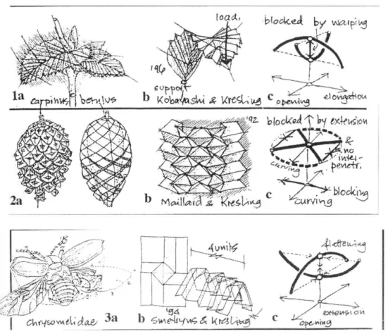Figure 11:  Biological  deployable  structures (Courtesy of  Kresling).