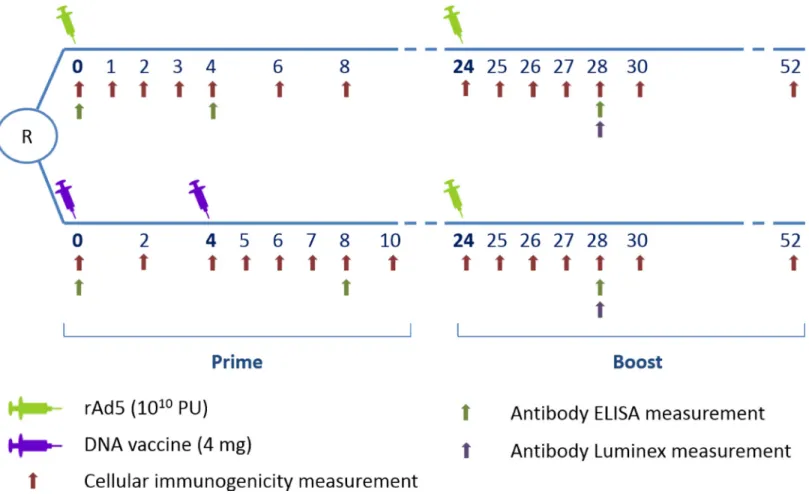 Fig 1. HVTN 068 trial design with repeated immunogenicity measurements – cellular and antibody responses — during the 52 weeks of follow-up.