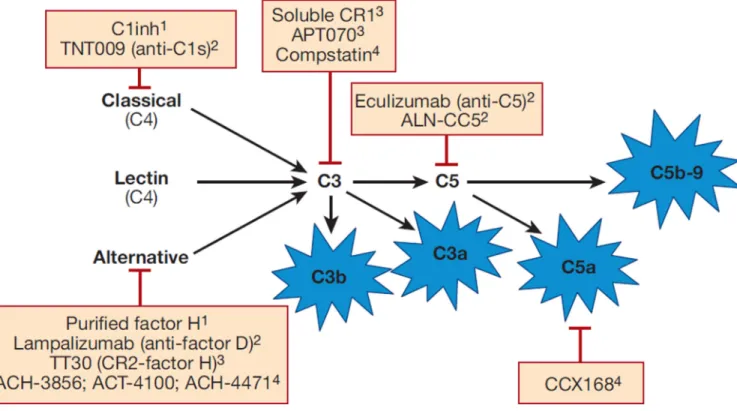 Figure 2. Overview of drugs that target the complement cascade