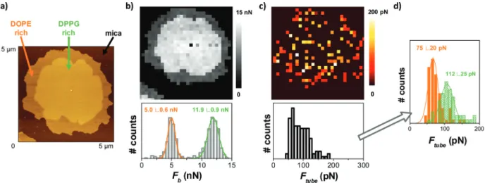 Fig. 3 DOPE : DPPG (25 : 75) SLB on mica: (a) AFM AC mode topographical image, (b) F b map and distribution, (c) F tube map and distribution ( n >