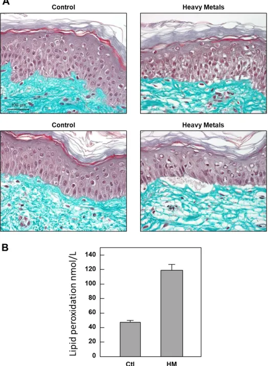 Figure 2. Effect of heavy metals exposure on skin structure and oxidative. A. Masson’s trichrome staining of the explants at Day 5 