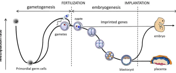 Figure  4:  Preimplantation  development  of  the  embryo  is  a  sensitive  period  when  important  epigenetic events take place 