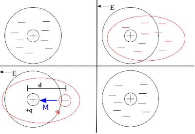 Figure I.7 : description schématique de l’interaction d’un champ électrique avec les charges atomiques  dans le cas d’un matériau diélectrique
