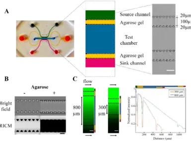 Fig  1.    Device  rationale  (A)  Left,  photograph  of  the  device  with  the  central  channel  colored in blue, agarose gel channels in yellow, and side channels in green and magenta