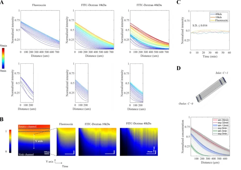 Fig. 2 Gradient establishment and stability (A) Normalized intensity profiles across the central chamber for Fluorescein, 10kDa and 40kDa FITC-dextran in 800µm (top) and 300 µm  (bottom) devices
