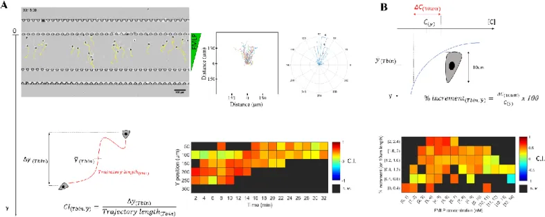 Fig. 3 Chemotaxis of adherent cells in the user-friendly device (A) Top row, left, bright field image with cell tracks in yellow, middle, tracks overlaid on the origin (middle), and right,  angle  histogram  of  a  representative  experiment  with  Human  