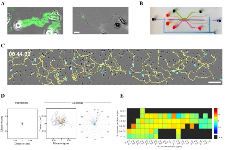 Fig. 5 Chemotaxis of non-adherent, swimming cells (A) representative effector (left) and naïve (right) T lymphocyte migrating on an ICAM-1 coated substrate for a period of 5 and  10 minutes respectively