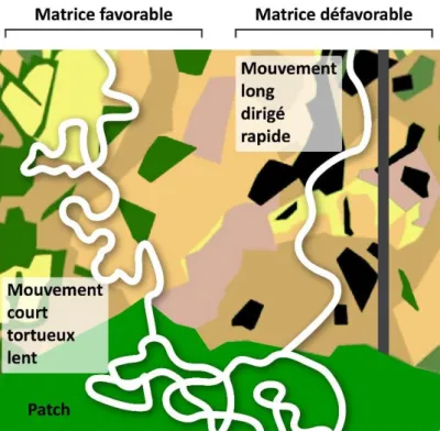 Figure 6 : Différences de trajectométrie en fonction des éléments paysagers rencontrés, en lien  avec la connectivité