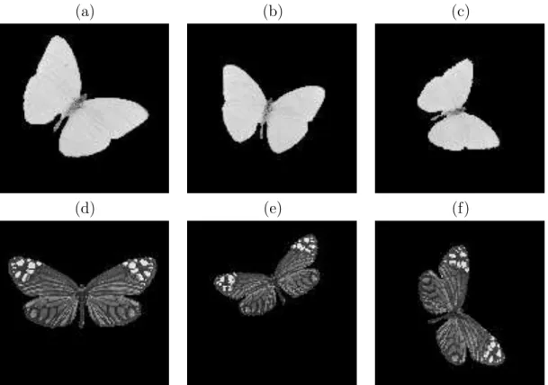 Fig. 4.1: Les images (a),(b) et (c) représentent le même papillon observé avec des tailles, des orientations et des emplacements différents