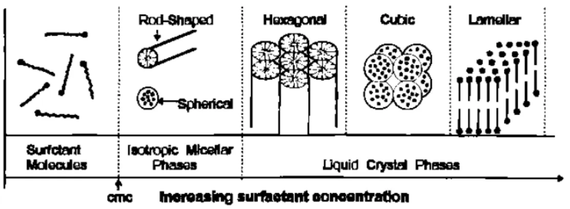 Figure 1.1. Evolution de l’organisation des molécules de surfactant selon leur concentration