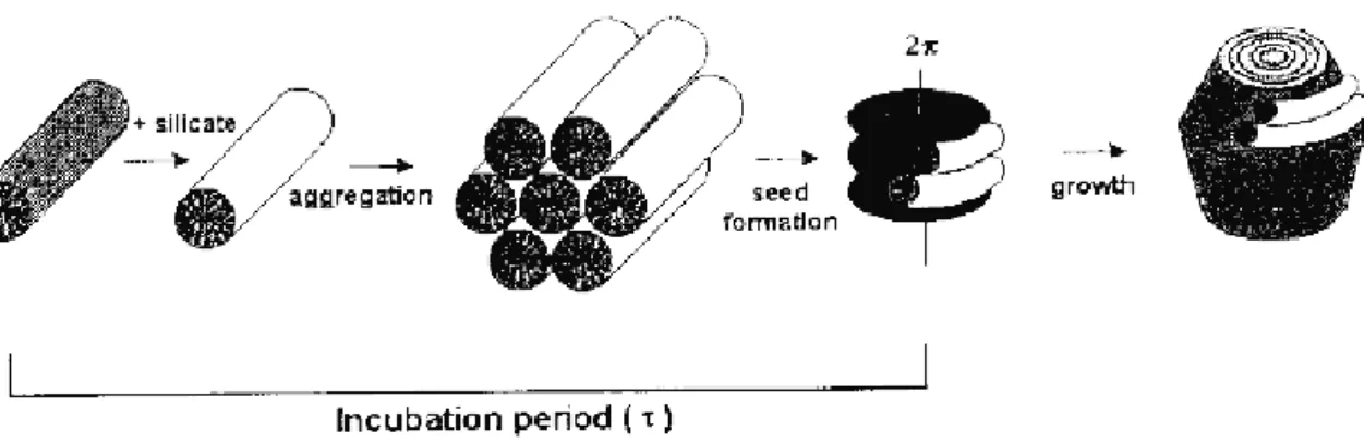 Figure 1.4. Mécanisme de formation des courbures lors de la synthèse de silice mésoporeuse
