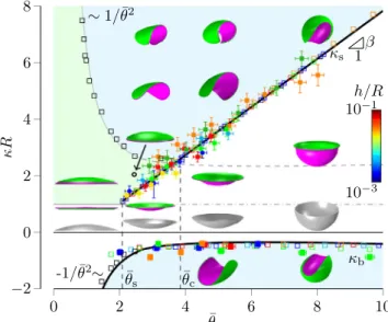 FIG. 2. Phase diagram of curvature-induced instabilities in open shells: white and green regions denote phases with  rota-tional symmetry but opposite surface orientations, whereas blue regions denote phases of broken rotational symmetry