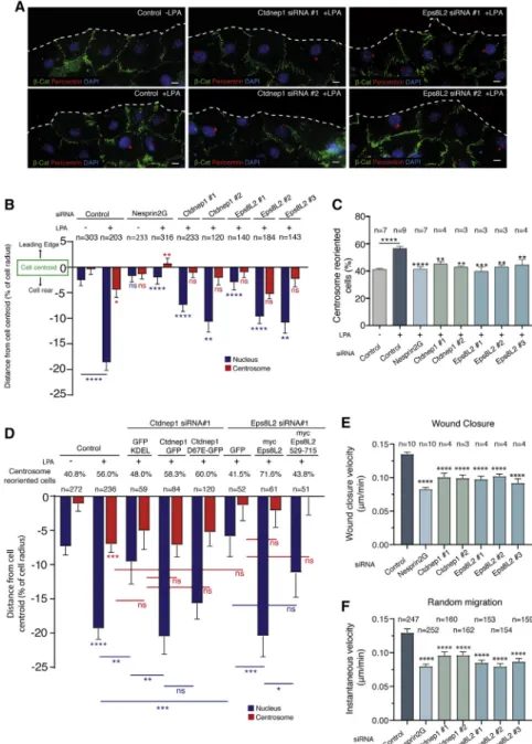 Figure 1. Ctdnep1 and Eps8L2 are required for nuclear positioning and cell migration in fibroblasts