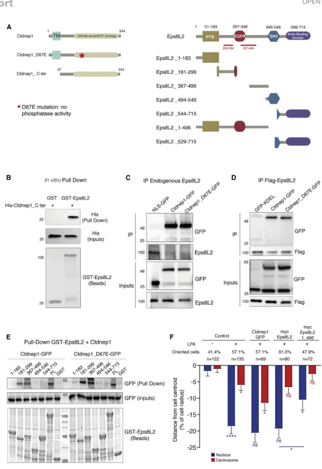 Figure 2. Ctdnep1 and Eps8L2 directly interact