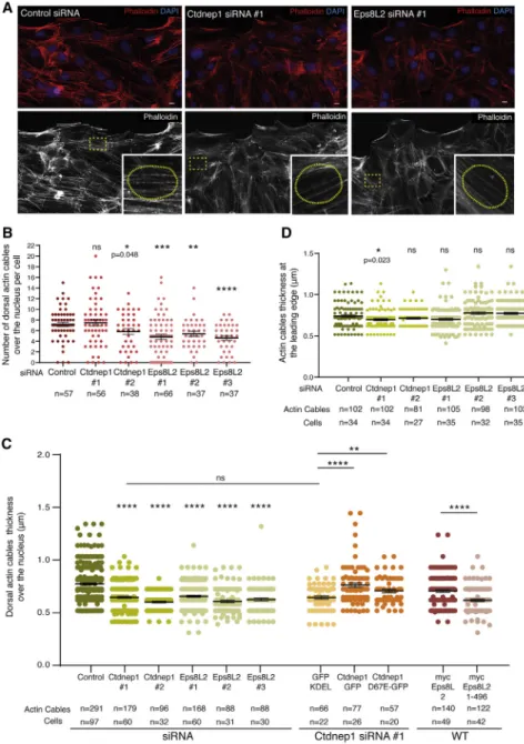 Figure 4. Ctdnep1 and Eps8L2 regulate dor- dor-sal actin cables organization