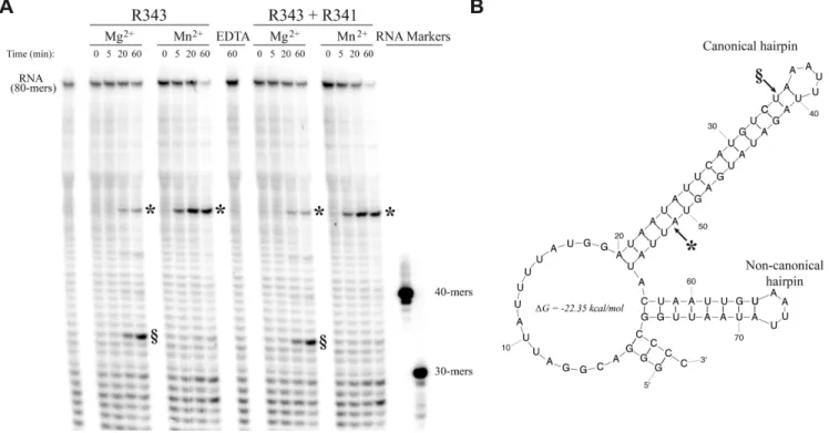 Figure 6. Hairpin recognition and processing. (A) RNase activity of the RNase III-like R343 or of a mixture of R343 and R341 on a 5  - 32 P-labeled short R418 RNA with Mg 2+ or Mn 2+ 