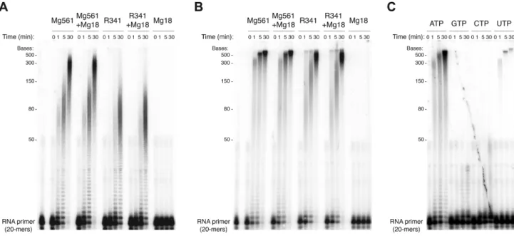 Figure 2. Mg561 and R341 are processive PolyA polymerases. (A) Time course (in minutes) PAP assay of Mg561, R341, Mg18 and a mixture of Mg18 with Mg561 or R341, on a 20-mers 5  - 32 P-labeled RNA primer with Mg 2+ as catalytic ions