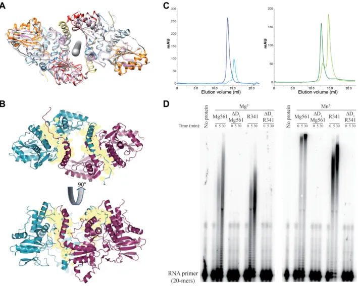 Figure 4. Molecular determinant of mimiviruses PAP dimerization and processivity. (A) Mg561 dimer symmetry