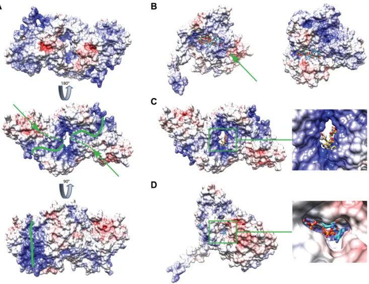 Figure 5. Electrostatic surface representation of the Mg561 protein. (A) Electrostatic surface of the Mg561 dimer