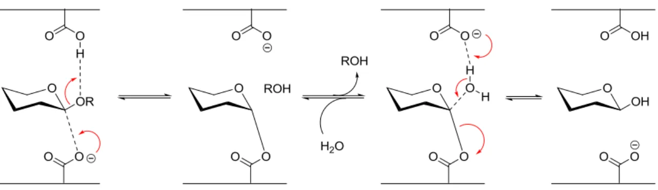 Figure 12 : Mécanisme d’hydrolyse des liaisons glycosidiques 