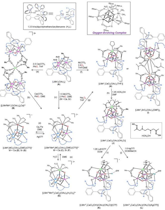 Figure  15:  Synthetic  routes  and  interconversion  for  Mn-Ca  and  Mn-Sr  clusters  A-L  synthetized  by  Agapie group  [185-194]
