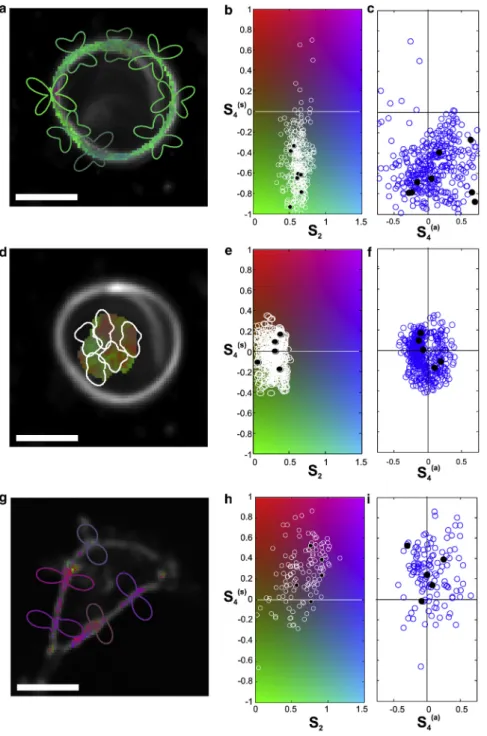 FIGURE 5 (a) Results on the outer part of an MLV made of DPPC doped with the di-8-ANEPPQ lipid probe