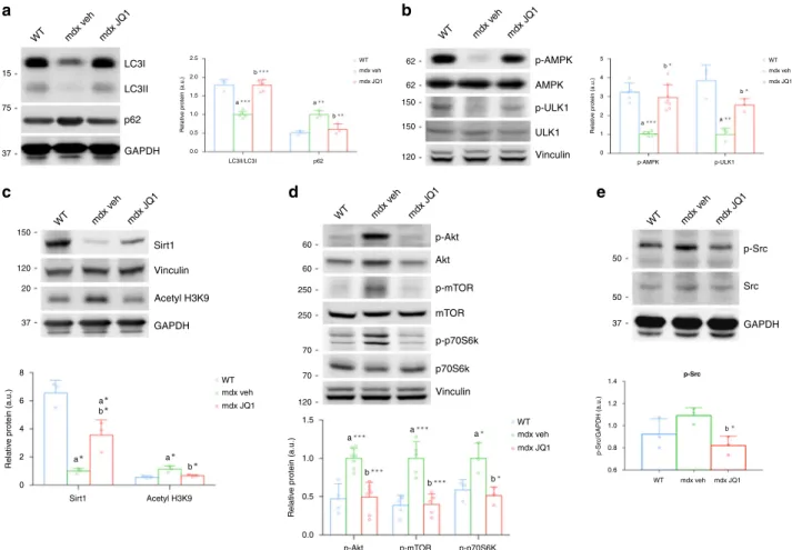 Fig. 3 BET blockade rescues autophagy in the mdx muscle. a Representative western blot for LC3 (WT, n = 3; mdx, n = 6; mdx + JQ1, n = 6) and p62 ( n = 3 for each experimental group) in TA extracts of control and vehicle-and JQ1-treated mice Lower panel: qu