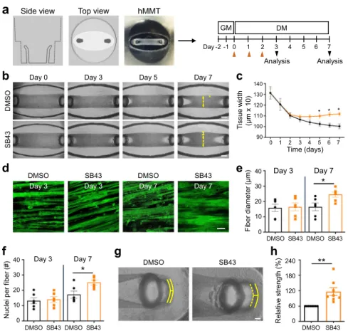 Fig. 7 TGF β inhibition induces human myotube fusion in 3D culture resulting in increased microtissue strength