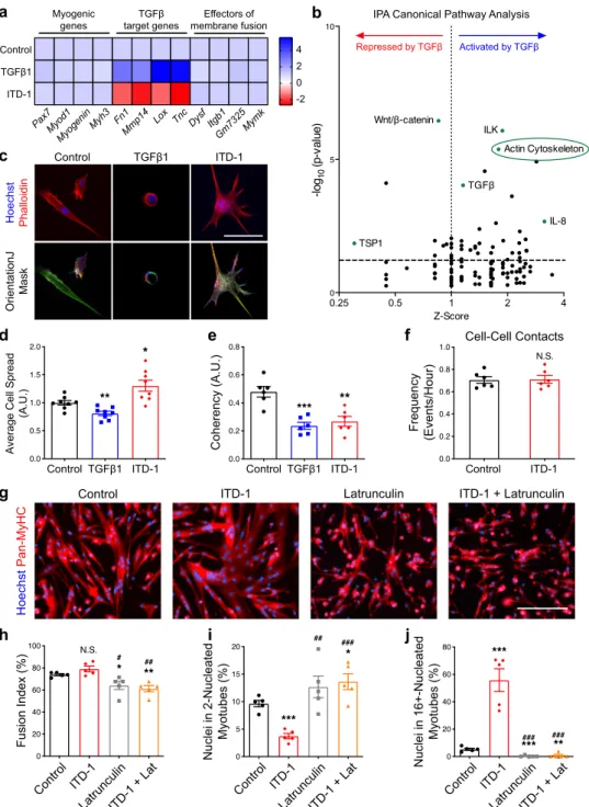 Fig. 9 Fusogenic actin remodeling is controlled by TGF β signaling. Transcriptomic analysis was performed on differentiated myocytes treated with either TGF β 1 or ITD1