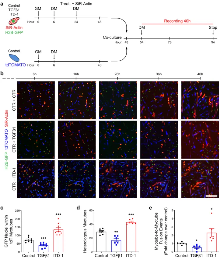 Fig. 6 Live imaging of myoblast fusion. a Experimental scheme. H2B-GFP primary myoblasts were seeded at low density (5000 cells/cm 2 ), treated with TGF β 1 protein or ITD-1 compound, stained with SiR-Actin, and differentiated for 2 days