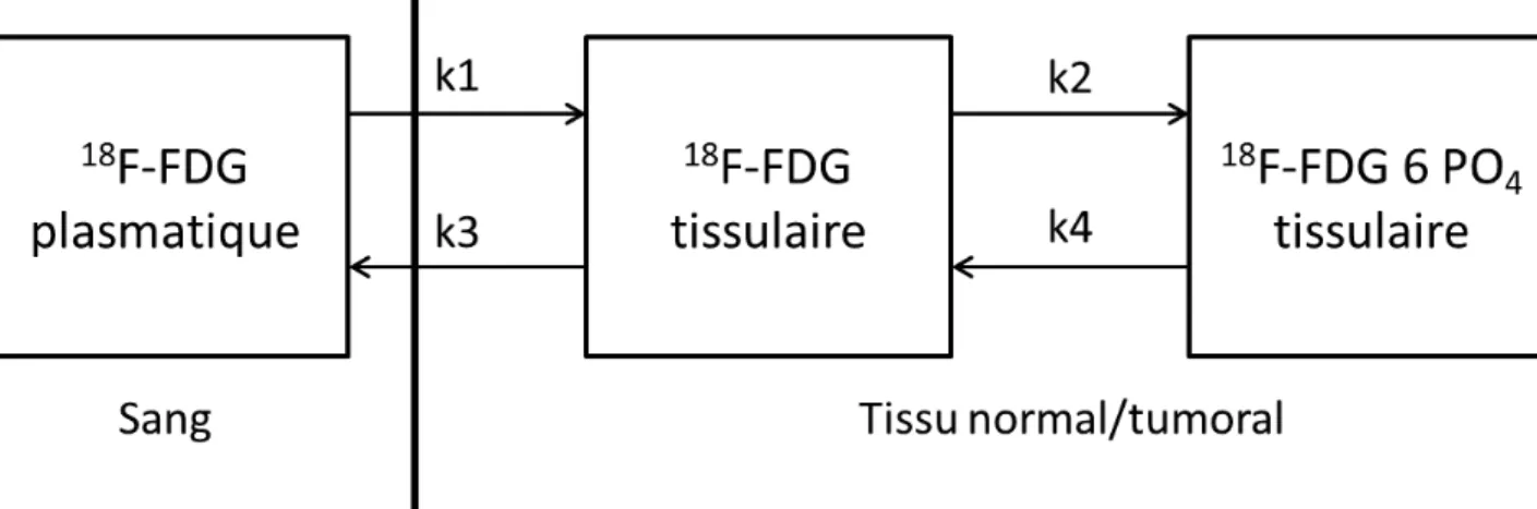 Figure 1 : Modèle par analyse compartimentale à 3 compartiments : exemple du  flux de  18 F- F-FDG entre secteur extracellulaire et intracellulaire 