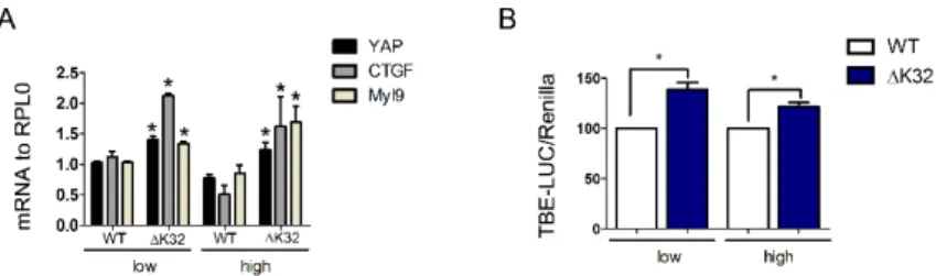 Figure 5. Transcriptional activity of YAP. (A) Histogram represents mRNA transcripts of YAP, CTGF,  and  Myl9 normalized to RPLP0 and expressed as fold-changes