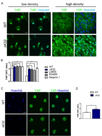 Figure 1. Modulation of yes-associated protein (YAP) localization in wild-type (WT) and mutant  muscle stem cells (MuSCs)