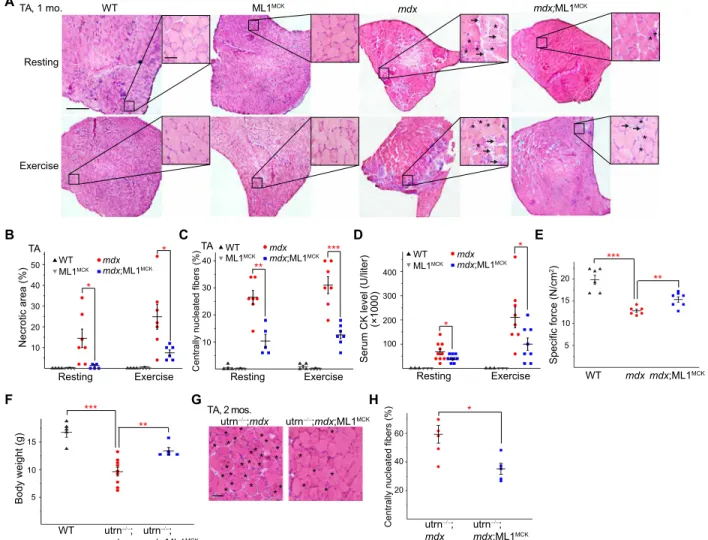 Fig. 2. Transgenic overexpression of ML1 reduces muscle pathologies in young mdx mice