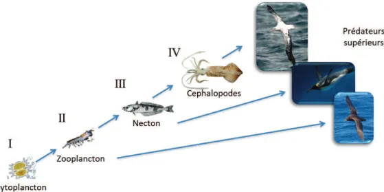 Figure 1. Illustration des relations entre les différents niveaux trophiques dans l’Océan Austral!