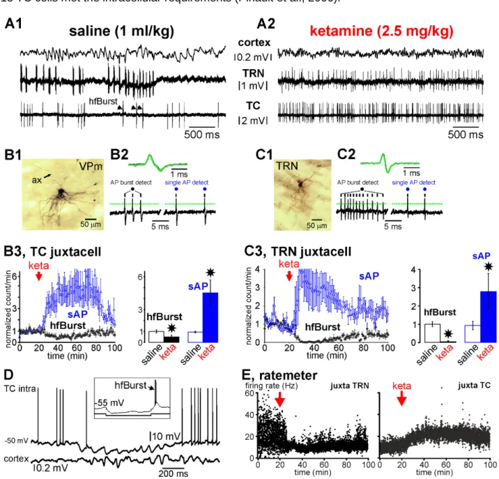 Figure 3: Ketamine switches the firing pattern from a burst mode to a single action potential mode in thalamic relay  (glutamatergic) and reticular (GABAergic) neurons