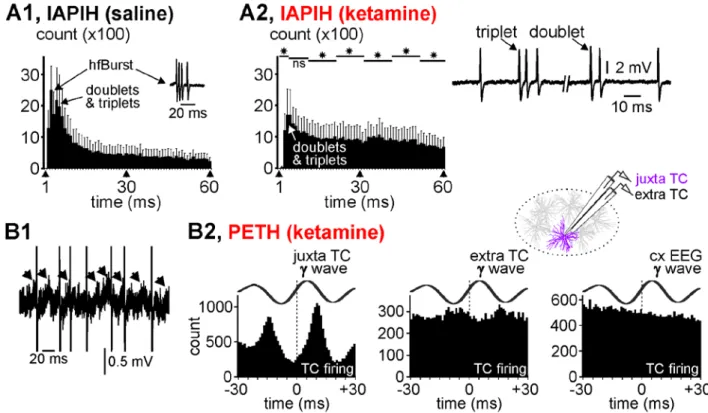 Figure 4: Thalamocortical firing related to gamma-frequency oscillations. (A1, A2) Averaged cumulated inter-AP interval  histograms (IAPIH) from 5 juxtacellularly recorded TC cells (from 5 rats) under the control (A1) then the ketamine (A2)  conditions (ke