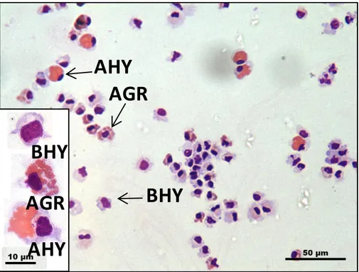 Figure  2:  Photographie  en  microscopie  optique  d’un  frottis  d’hémolymphe  de  coque  Cerastoderma  edule  réalisé  par  cytocentrifugation