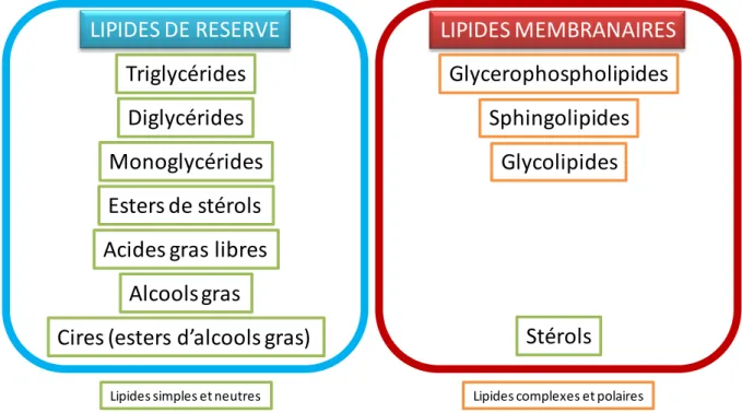 Figure 7: Répartition des principaux types de lipides en deux sous-catégories : les lipides de réserve, composés  de lipides simples et neutres, et les lipides membranaires, majoritairement composés de lipides complexes et  polaires