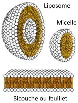 Figure  8:  Différents  modes  d’arrangement  spontané  de  molécules  lipidiques  amphiphiles  en  environnement  aqueux : liposome, micelle et bicouche ou feuillet