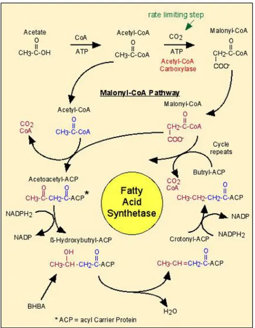 Figure 15: Biosynthèse de l’acide palmitique 16:0  