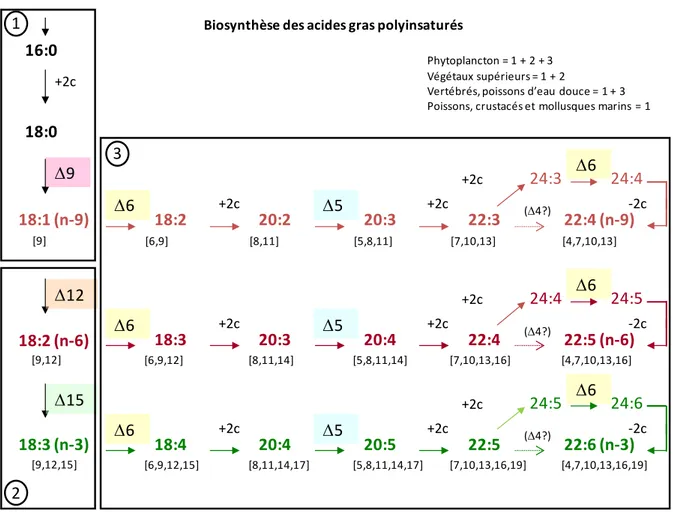 Figure 16: Biosynthèse des acides gras polyinsaturés. Les chiffres entre [] indiquent la position de chacune des  doubles liaisons comptée à partir de la fonction acide
