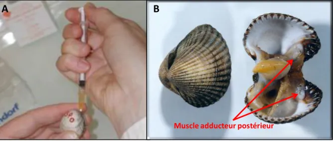 Figure  23:  A :  prélèvement  d’hémolymphe  dans  le  muscle  adducteur  postérieur  d’une  coque  Cerastoderma  edule