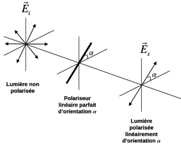 Figure I.4: Action d’un polariseur linéaire parfait sur une onde non polarisée. 