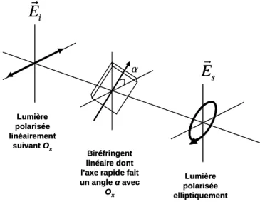 Figure I.5: Action d’un biréfringent linéaire sur une onde polarisée rectilignement. 
