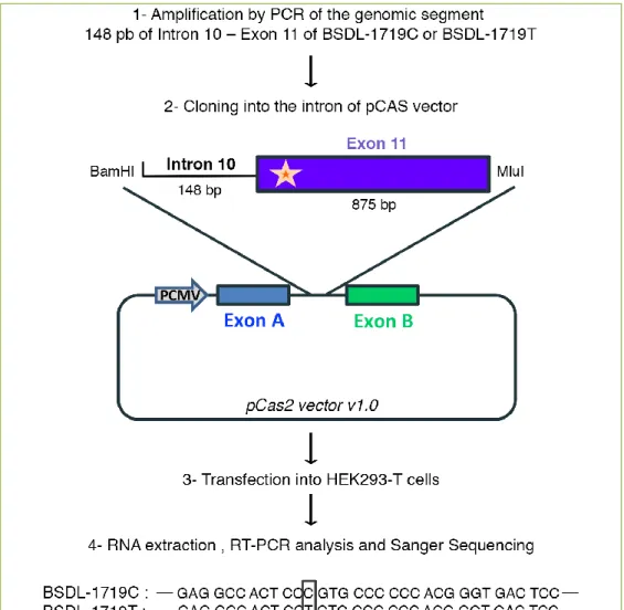 Figure 2. Representation of the functional splicing vector pCAS2. The amplicons (BSDL-1719C  and  BSDL-1719T)  were  cloned  into  the  pCAS  reporter  vector,  based  on  the  pcDNA3.1  plasmid  which contained a minigene composed of two exons (named A an