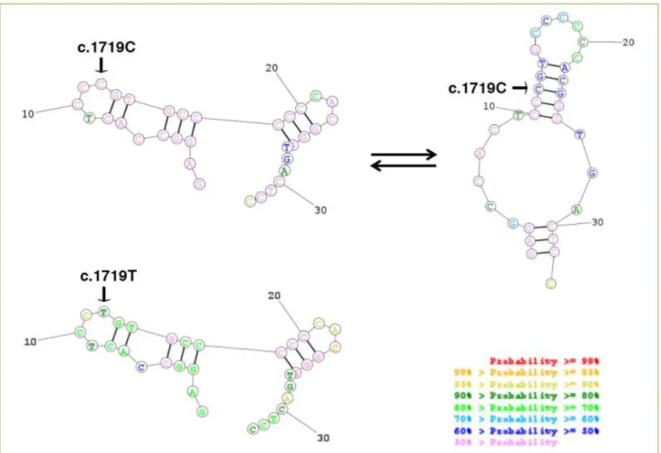 Figure 3. Representation of BSDL VNTR Nb2-mRNA structure and stability. In silico analysis revealed a difference between  the two transcripts: BSDL-1719C and BSDL-1719T