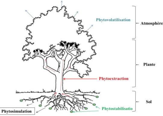 Figure 9: Différentes techniques de phytoremédiation  III.2.1.  La phytoextraction 